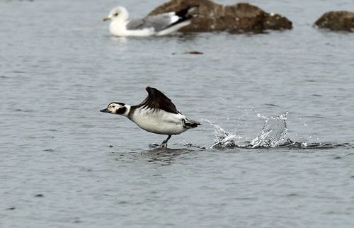 2012년 강릉서 관찰된 바다꿩