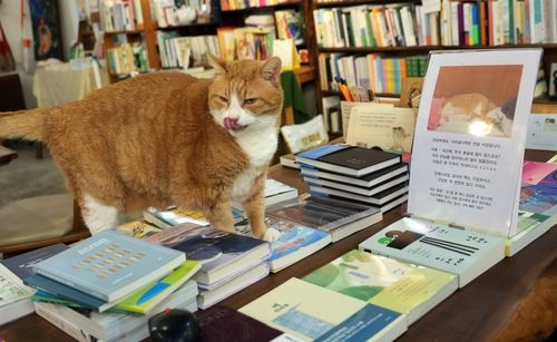 무인서점 '나비날다'를 지키는 고양이 '반달이'