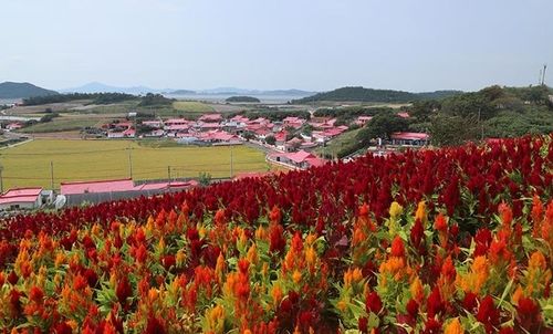 맨드라미 핀 병풍도