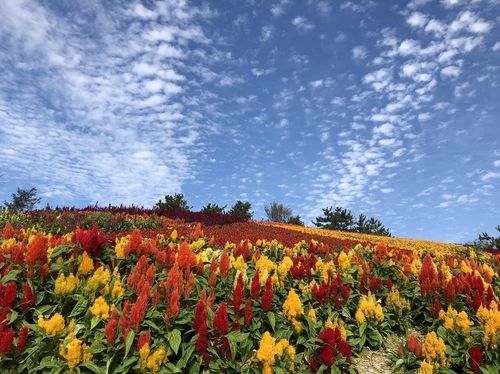 맨드라미의 섬 병품도 풍경