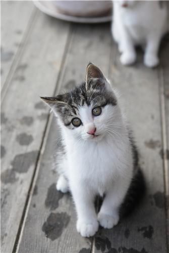 새끼고양이 쫄보