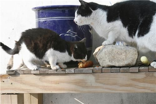 총각무를 베어먹는 당돌이