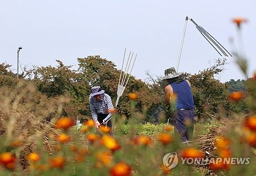 추운 날씨에 바빠진 도리깨질