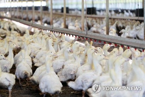 오리 사육 