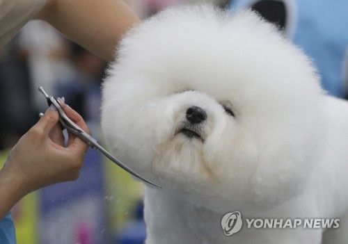 반려견