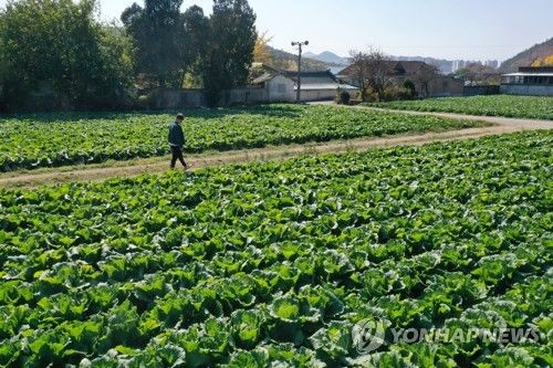 수확 앞둔 배추밭