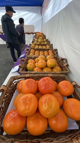 다양한 단감 구경　