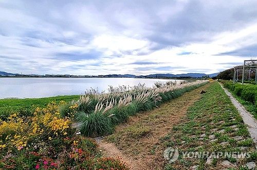 남미 초원지대처럼 변신한 김해 서낙동강변