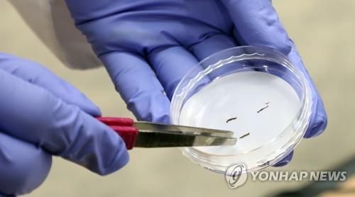 수돗물에서 나온 생물 유충. [연합뉴스 자료사진]