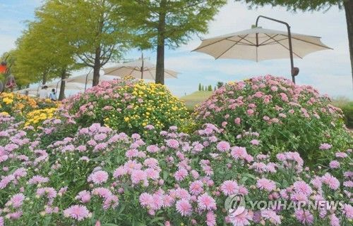 국화 핀 순천만정원박람회장