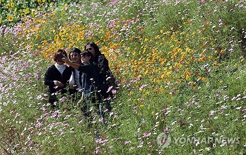 가을의 꽃 코스모스와 찰칵