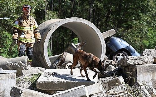 수색 시연하는 구조견 '해태'