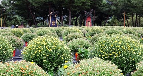 가평 자라섬 꽃 축제장
