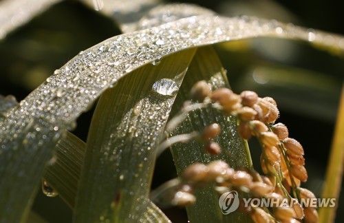 이슬 맺힌 벼
