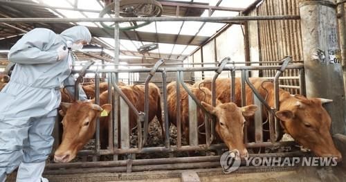구제역 백신 접종. [연합뉴스 자료 사진]
