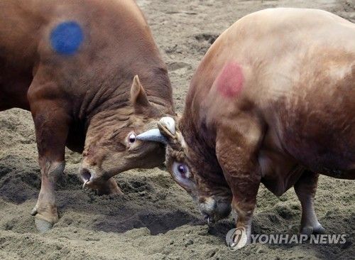 한국 소싸움 모습