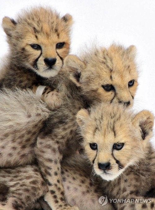 새끼 치타 3남매