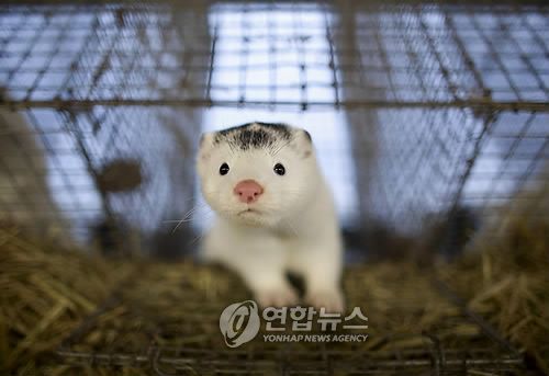 중국 농장의 아기 밍크