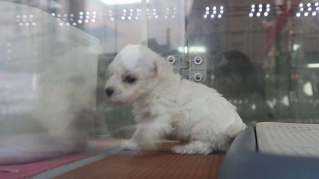 펫숍의 1개월 된 강아지(동영상)