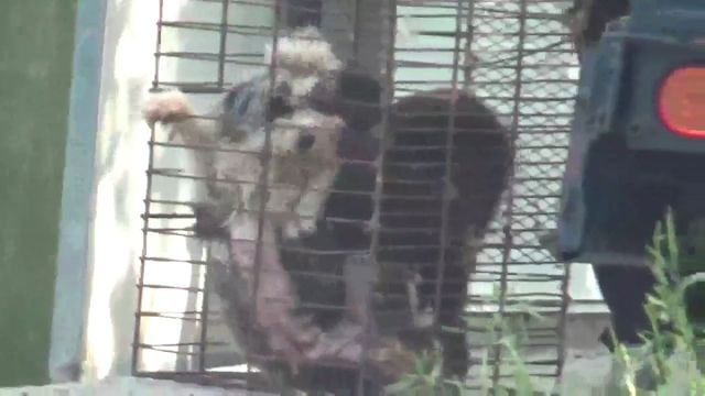 보호자로부터 반려견을 사들여 도살장에 끌고 가는 개장수(동영상)