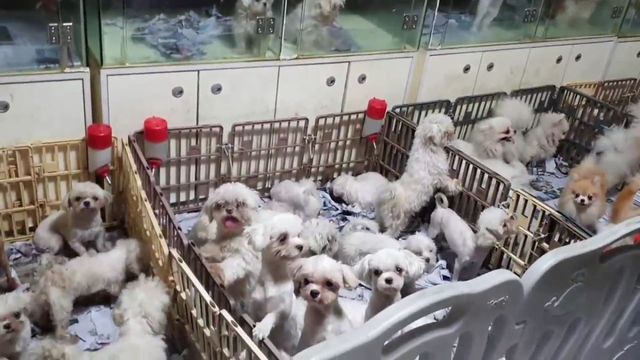 강아지 공장 모습(동영상)