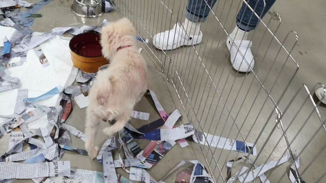 새끼 생산에 착취당한 어미 개(동영상)