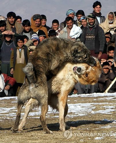 아프간 투견 모습