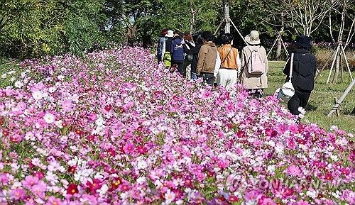 제주 코스모스 산책