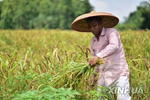기장 수확하는 인도 농민