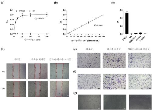 초기 발견 어려운 대장암 진단·치료 'DNA 압타머' 개발(연구성과 그림)