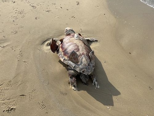 양양군 남애3리 해수욕장에서 발견된 붉은바다거북 사체