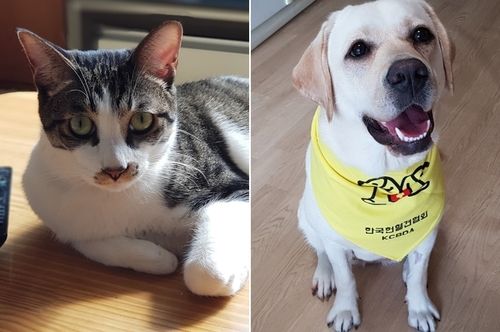 헌혈묘 도리와 헌혈견 두부