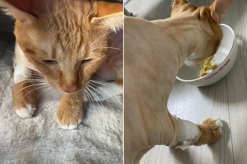 헌혈한 고양이 호랭이