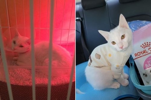 수혈한 뒤 건강해진 고양이