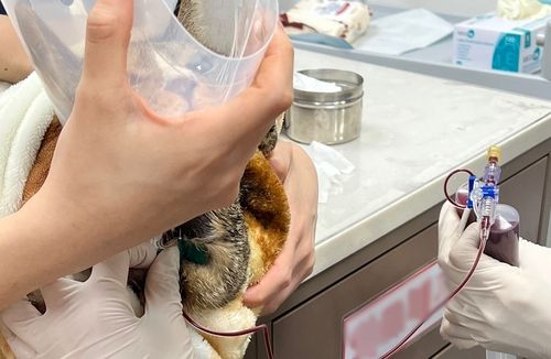 헌혈하는 고양이