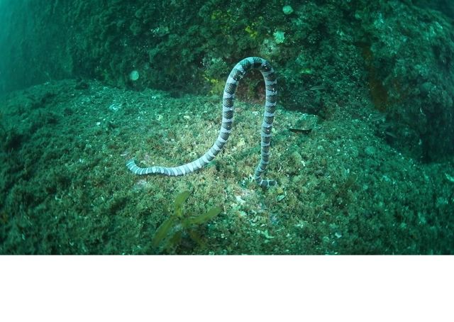 넓은띠큰바다뱀