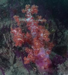 다도해해상국립공원에서 발견된 밤수지맨드라미. [국립공원공단 제공. 재판매 및 DB 금지]