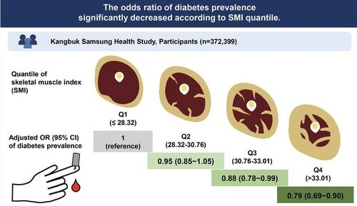(서울=연합뉴스) 김잔디 기자 = 체내 근육량이 많을수록 당뇨병 발생 위험이 줄어든다는 연구 결과가 나왔다. 외부 요소를 모두 동일하다는 가정으로 봤을때도 근육량이 가장 적은 Q1 그룹에 비하여 근육량이 가장 많은 Q4 그룹의 당뇨 발생 유병률이 79%로 21% 줄었다. 2023.11.29. [강북삼성병원 제공. 재판매 및 DB 금지]