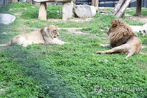 갈비사자 바람이 '외롭지 않아요'