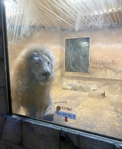 대구 실내 테마파크 동물원이 사육 중인 사자