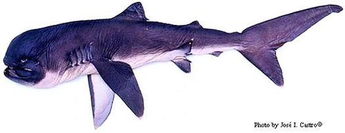 넓은주둥이상어