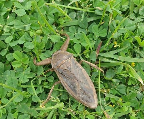 멸종위기종 물장군