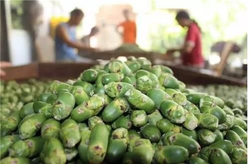 중국이 판매 규제한 빈랑