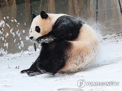 푸바오 '눈 위에서 뒹굴뒹굴'
