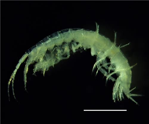 섬진강동굴옆새우 [환경부 낙동강생물자원관 제공. 재판매 및 DB 금지]