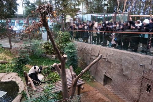 대나무 먹는 러바오