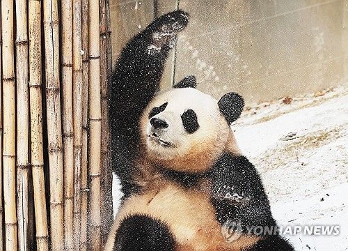 한국에서 보내는 마지막 겨울 즐기는 푸바오