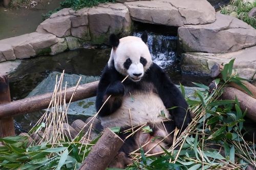 대나무 먹는 러바오