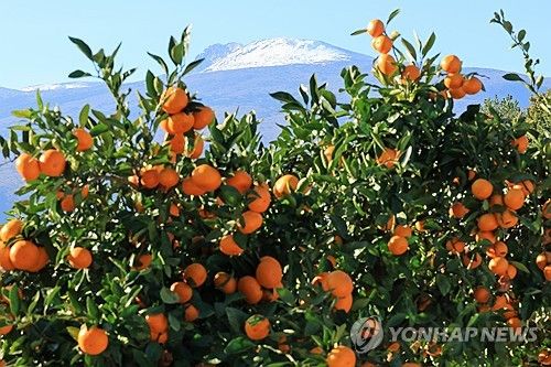 감귤의 계절