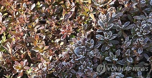 추위 녹이는 햇빛